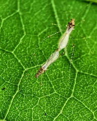 Gampsocoris pacificus