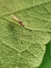 Gampsocoris pacificus