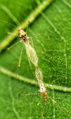 Gampsocoris pacificus