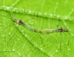 Gampsocoris pacificus