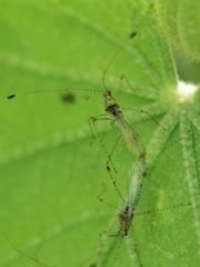 Gampsocoris pacificus