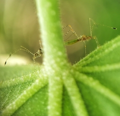 Gampsocoris pacificus
