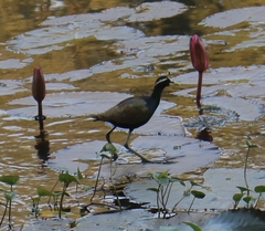 Metopidius indicus