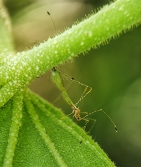 Gampsocoris pacificus