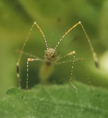 Gampsocoris pacificus