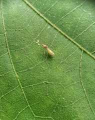 Gampsocoris pacificus