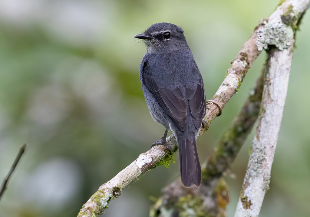 Bradornis Flycatchers