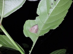 Amyna axis