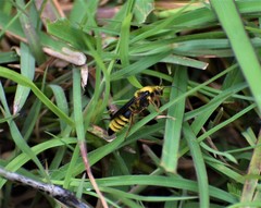 Wallacidia opulenta