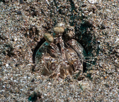 Lysiosquillina maculata