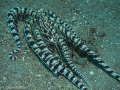 Thaumoctopus mimicus