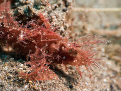 Pteroidichthys amboinensis