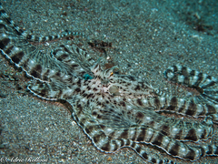 Thaumoctopus mimicus