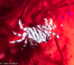 Zebrida adamsii