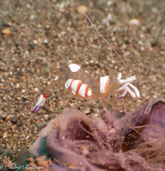 Ancylomenes magnificus