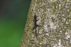 Cnemaspis mysoriensis