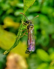Eustenogaster micans