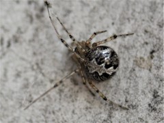 Theridion pictum