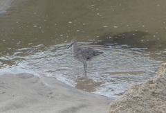 Tringa semipalmata