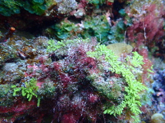 Caulerpa webbiana
