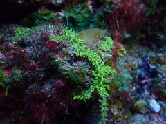 Caulerpa webbiana
