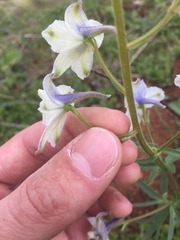 Delphinium pavonaceum