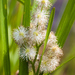 American Bur-Reed - Photo (c) Ken-ichi Ueda, some rights reserved (CC BY)