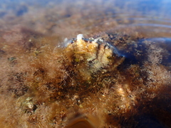 Pinctada imbricata