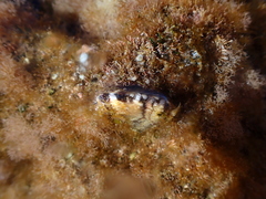Pinctada imbricata