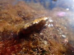 Pinctada imbricata