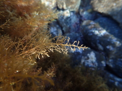Cystoseira humilis