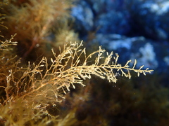 Cystoseira humilis