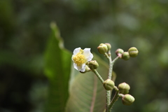 Saurauia natalicia