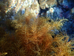 Cystoseira humilis