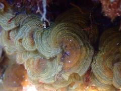 Lobophora canariensis