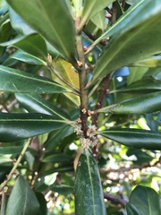 Myrsine cubana