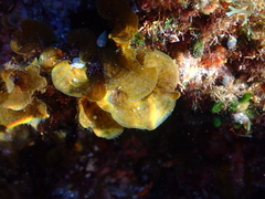 Lobophora variegata