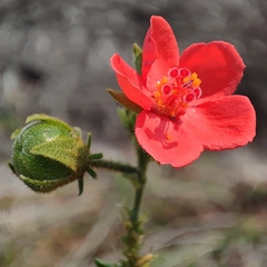 Hibiscus shirensis image