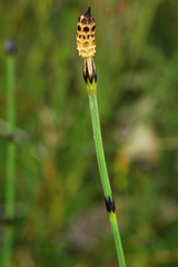 Equisetum variegatum alaskanum