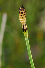 Equisetum variegatum alaskanum