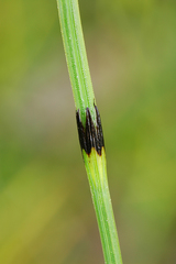 Equisetum variegatum alaskanum