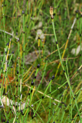 Equisetum variegatum alaskanum