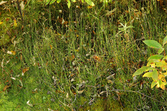 Equisetum variegatum alaskanum