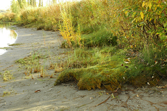 Equisetum variegatum alaskanum
