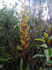 Guzmania diffusa
