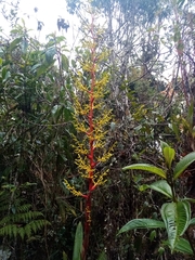 Guzmania diffusa