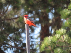 Pyrocephalus rubinus