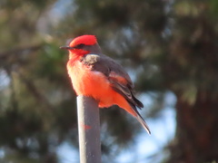 Pyrocephalus rubinus