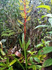 Guzmania diffusa