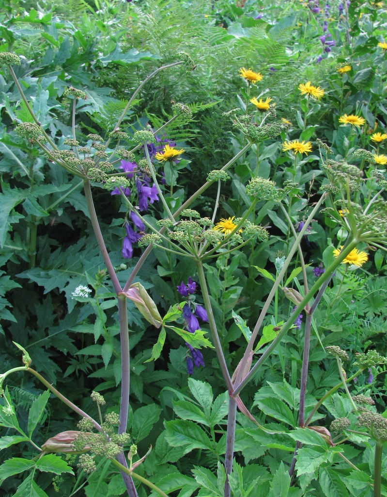 Xanthogalum purpurascens